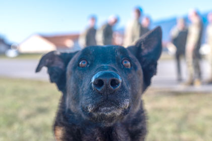 VIANO AIR BASE, ITALY, Dec. 2, 2024 -- Military working dog RRyker looks at the camera for a photo, after a K9 demo at Aviano Air Base, Italy, Dec. 2, 2024. Military working dogs help protect Airmen by detecting drugs, deterring hostile actions, locating bombs and assisting local law enforcement in keeping the public safe. U.S. Air Force photo by Airman 1st Class Zachary Jakel.